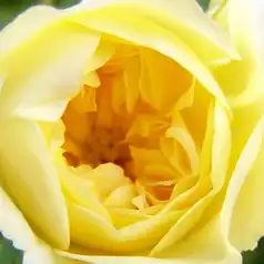 Comanda trandafiri online - Galben - trandafiri târâtori și cățărători, Climber - trandafir cu parfum discret - Rosa Auscanary - David Austin - ,-